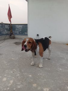 Beagle London breed