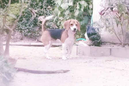 Beagle 6 month kennel registered champion lineage female