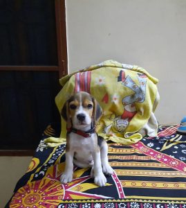 beagle for sale 4 monthsold