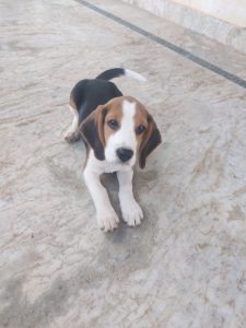 Beagle original breed male 80 days puppy