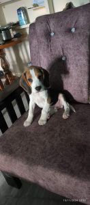 Beagle original breed male 80 days puppy