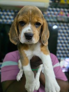 Beagle puppies available 8825472494