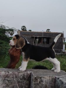 Beagle puppies available in chennai