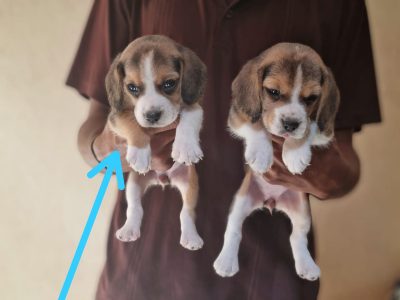 Beagle puppies available in Chennai