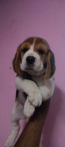 Beagle puppies available