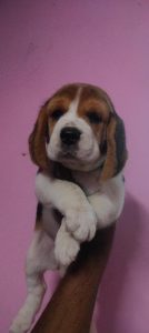 Beagle puppies available