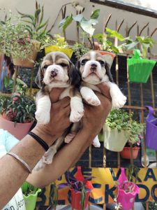BEAGLE PUPPIES COME FROM IMPORT LINEAGE READY TO GO NEW HOMES ROYAL ORCHID PAWS