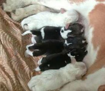 Beagle puppies for sale 