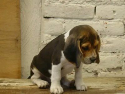 Beagle puppies