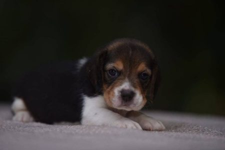 Beagle Puppies