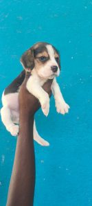 Beagle Puppies For Sale Trust Kennel