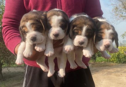 Beagle Puppies For Sale Trust Kennel