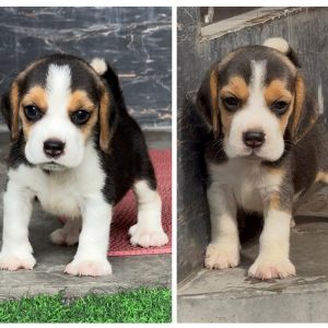 Beagle Puppy in Chandigarh | Jalandhar | Delhi NCR