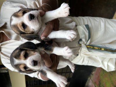 Beagle puppy