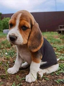 Beagle puppy
