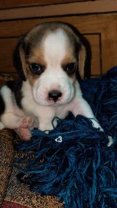 Beagle puppy for sale