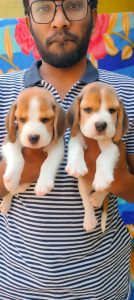 Beagle puppy