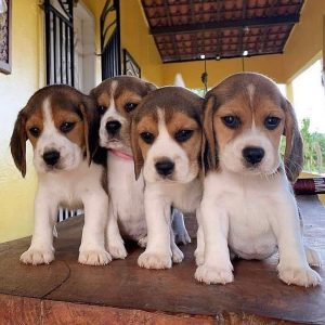 Beagle puppy