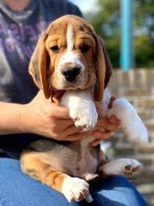 Beagle puppy