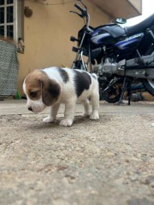 beagle puppy