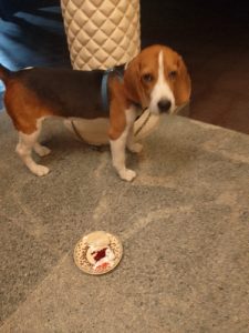 Beagle puppy for sale