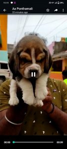 Beagle puppy