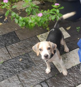 Beagle puppy for sale