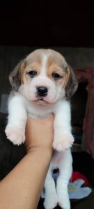 Beagle puppy