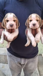 Beagle puppy