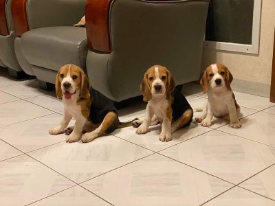 Beagle puppy