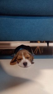 Beagle puppy for sale .