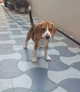 Beagle Puppy
