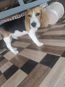 Beagle puppy