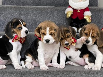 Beagle puppy