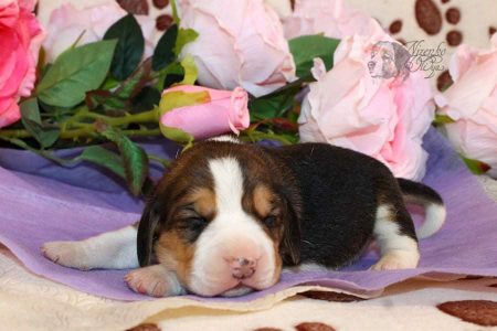 Beagle puppy