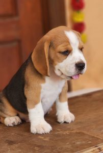 Beagle puppy