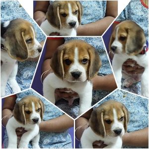 Beagle puppy