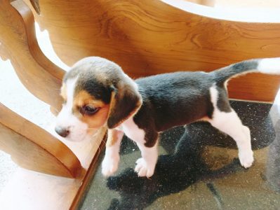 Beagle puppy