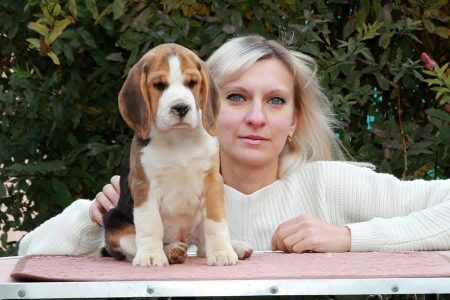 Beagle puppy