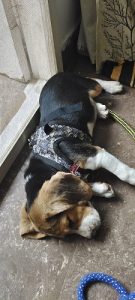Beagle puppy female for sale