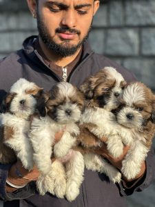 Beagle puppy for sale in Goa