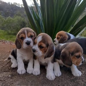 Beagle puppy KCI registered in Bangalore