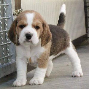 Beagle puppy KCI registered