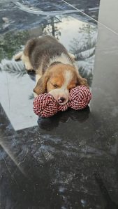 Beagle Puppy Male