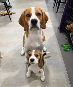 Beagle puppy in mumbai