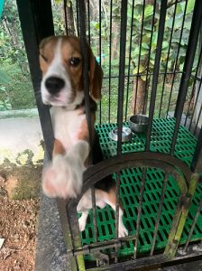 Beagle puppy with orginal certificate