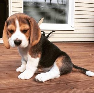 Beagle puppy for selling