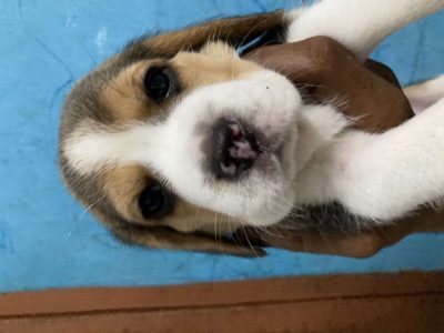 Beagle puppy for ssle
