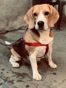 Beagle Pups For Sale In TriColour Trust Kennel