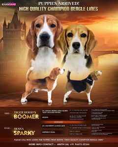 Beagle Qaulity Puppies from Chanpion Lines